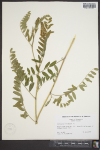 Astragalus crassicarpus var. crassicarpus image
