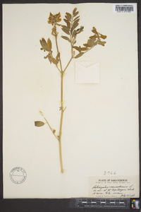 Astragalus canadensis image