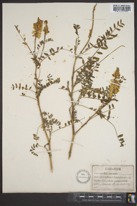 Astragalus canadensis image