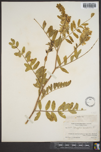 Astragalus canadensis image