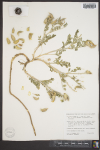 Astragalus cimae image