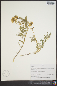 Astragalus curvicarpus image