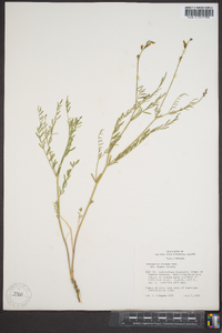 Astragalus filipes image