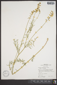 Astragalus filipes image