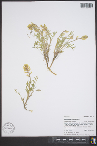 Astragalus flavus image