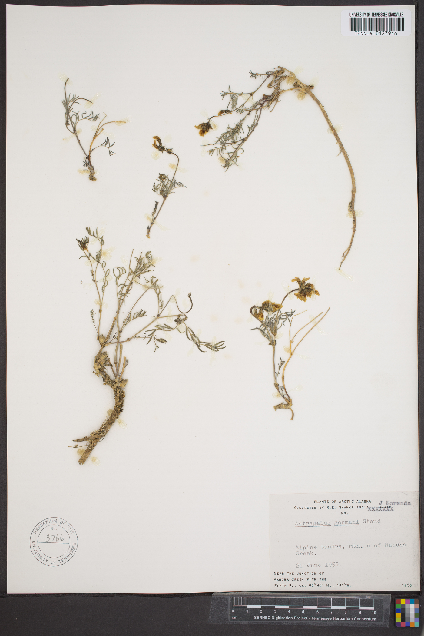 Astragalus williamsii image