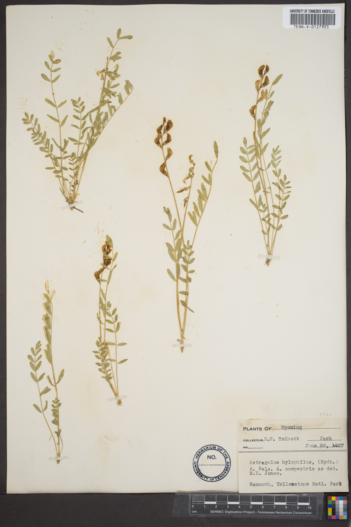 Astragalus hylophilus image