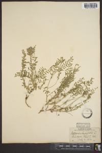 Astragalus hylophilus image