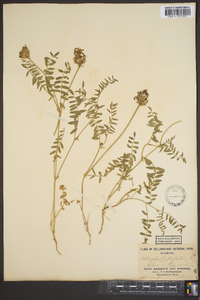 Astragalus hylophilus image
