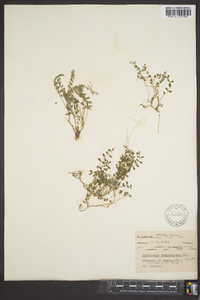 Astragalus laccoliticus image