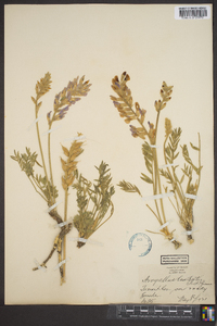 Astragalus lambertii image