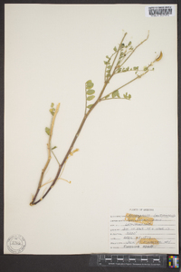 Astragalus lentiginosus image