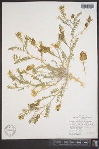 Astragalus lentiginosus var. macrolobus image