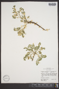 Astragalus lentiginosus var. platyphyllidius image