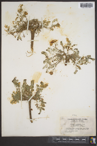 Astragalus lentiginosus var. sierrae image