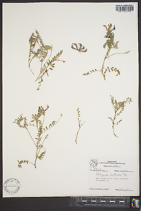 Astragalus lindheimeri image