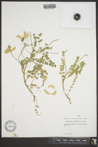 Astragalus soxmaniorum image