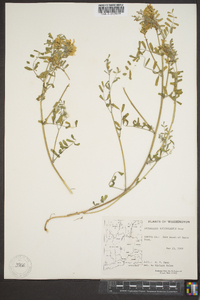 Astragalus speirocarpus image