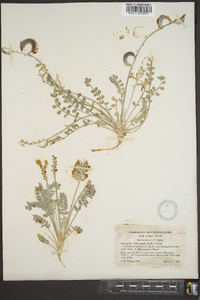 Astragalus tidestromii image