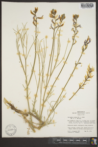 Astragalus toanus image