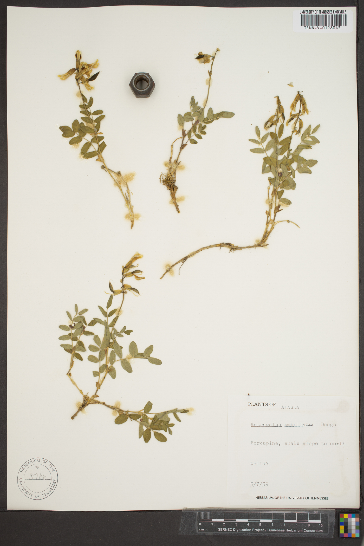 Astragalus umbellatus image