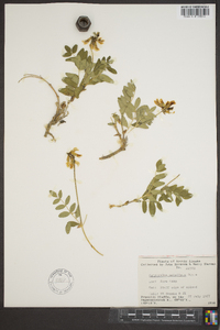 Astragalus umbellatus image