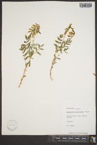 Astragalus umbellatus image