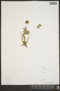 Astragalus umbellatus image