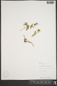 Astragalus umbellatus image