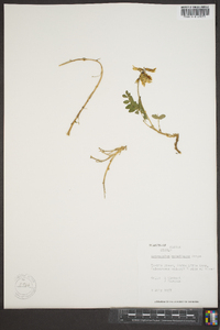 Astragalus umbellatus image