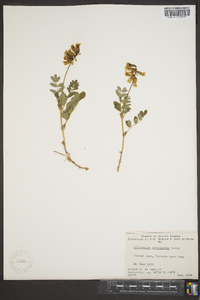 Astragalus umbellatus image