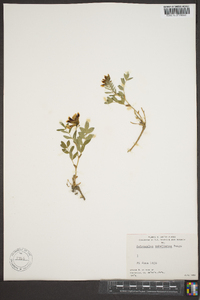 Astragalus umbellatus image