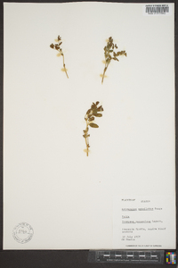 Astragalus umbellatus image