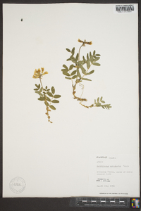 Astragalus umbellatus image