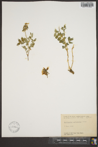 Astragalus umbellatus image