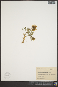 Astragalus umbellatus image