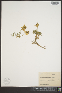 Astragalus umbellatus image