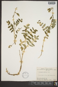 Astragalus umbellatus image