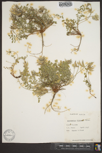 Astragalus villosus image