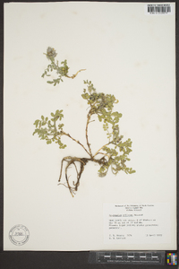 Astragalus villosus image