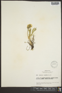 Oxytropis campestris image