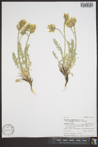 Oxytropis campestris image