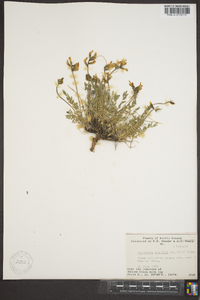 Oxytropis gracilis image