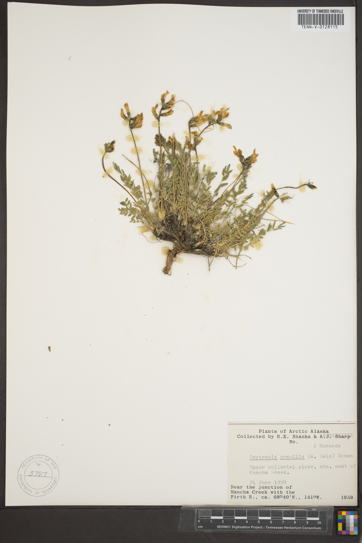 Oxytropis gracilis image