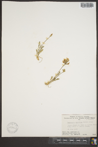 Oxytropis gracilis image