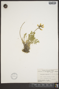 Oxytropis gracilis image