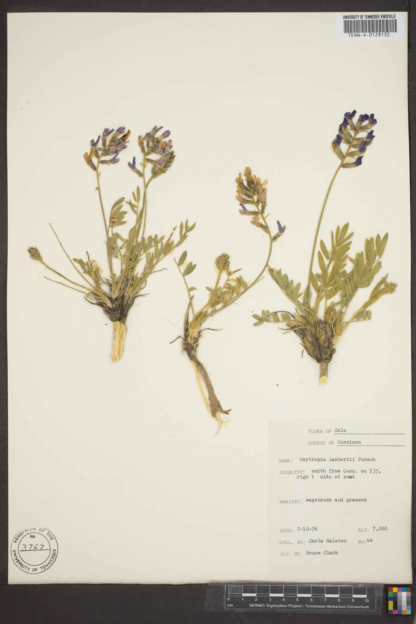 Oxytropis lamberti image