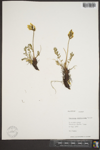 Oxytropis maydelliana image