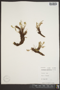 Oxytropis maydelliana image