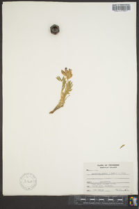 Oxytropis lambertii var. bigelovii image